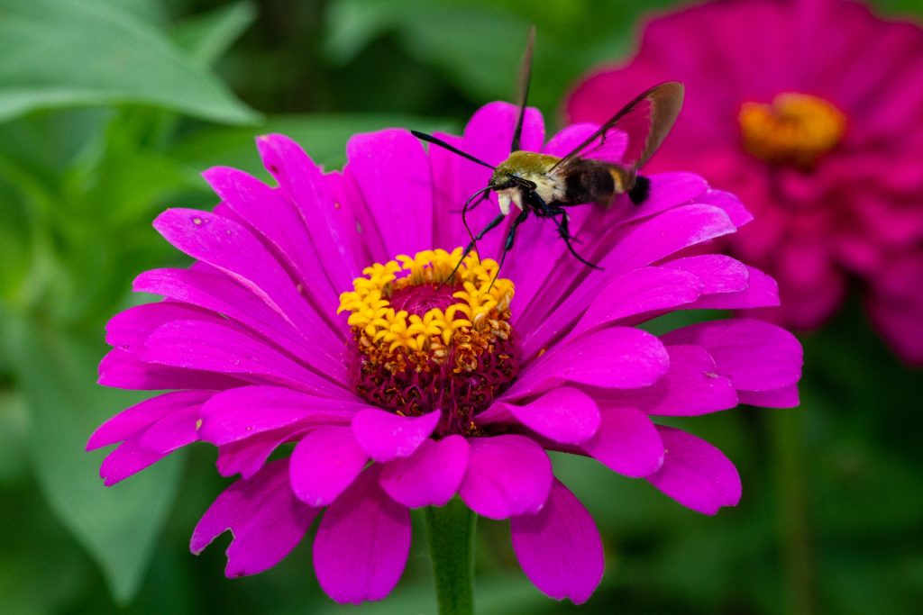 Flores Que Mais Atraem Beija Flor Veja A Lista E Revitalize Seu Jardim