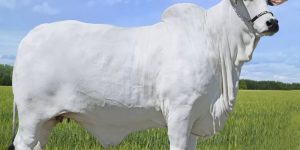 Entenda por que esta vaca foi leiloada por quase R$ 6 milhões (Imagem: Divulgação/Casa Branca Agropastoril)