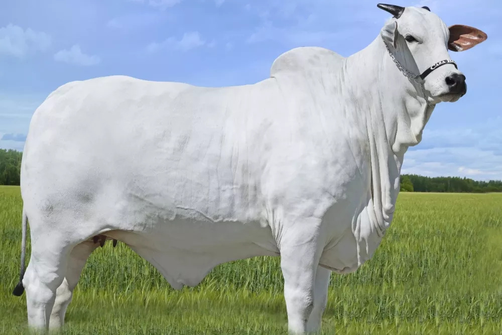 Entenda por que esta vaca foi leiloada por quase R$ 6 milhões