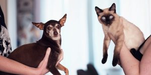 Curitiba: tutores de cães e gatos vão se beneficiar com esta iniciativa da Prefeitura