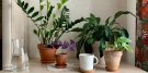 5 plantas indicadas para quem não leva jeito com a jardinagem