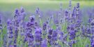 quer-plantar-lavanda-em-casa-respondemos-as-5-principais-duvidas (Imagem: Annie Spratt/ Unsplash)