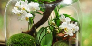 Como plantar Orquídea? Revelamos o JEITO CERTO de plantar!