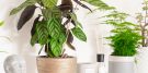 Conheça 5 plantas que NÃO precisam de Sol — ideais para apartamentos!