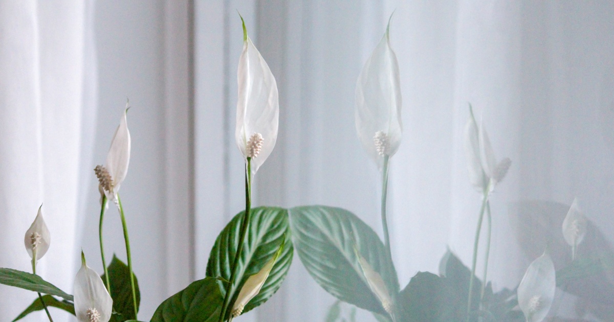 5 plantas que simbolizam paz e tranquilidade: crie um ambiente harmonioso  em sua casa