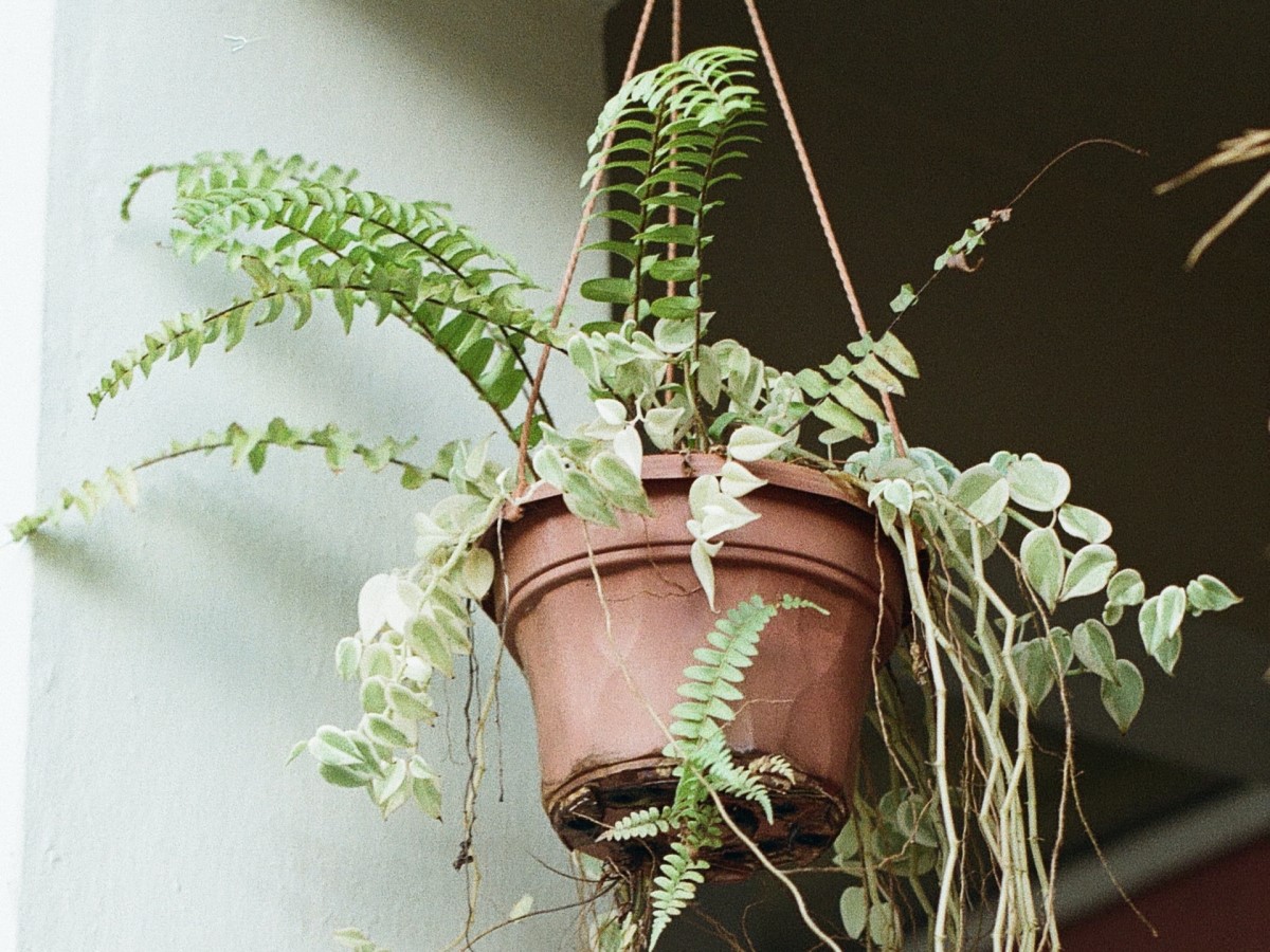 Tipos de plantas pendentes que deixam qualquer decoração mais exuberante