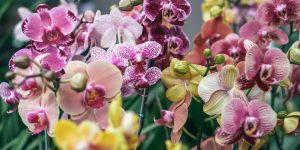 Siga estas dicas simples para garantir que suas orquídeas cresçam! (Imagem: Ardi Evans/ Unsplash)