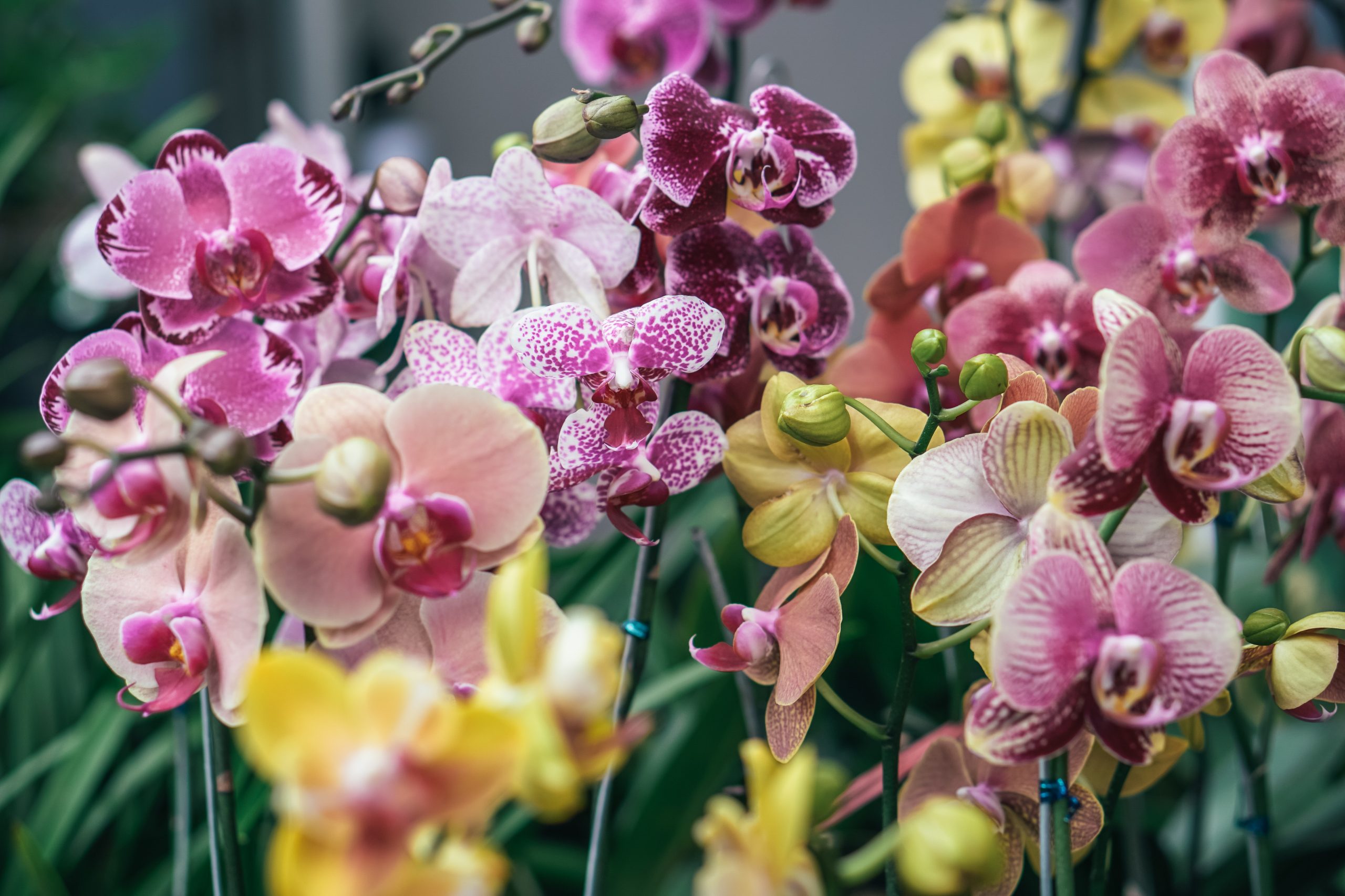 Siga estas dicas simples para garantir que suas orquídeas cresçam!
