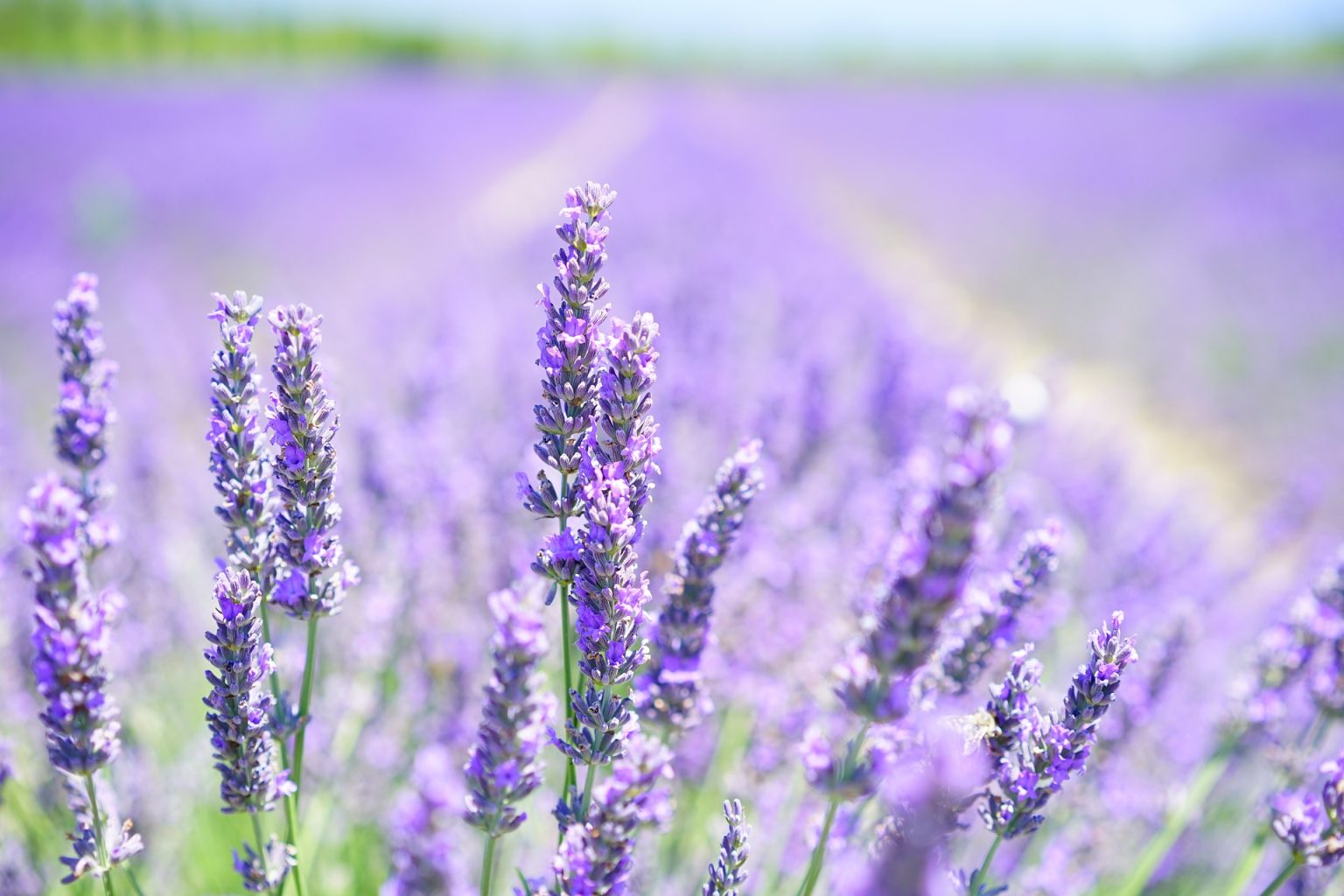Como plantar Lavanda? Guia definitivo para plantar com sucesso