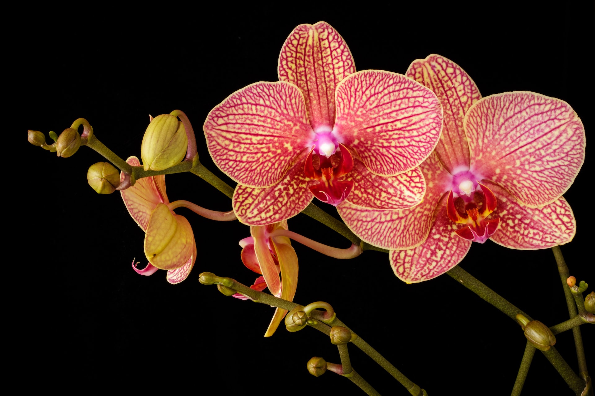 Cuidar de orquídeas: Entenda os passos FUNDAMENTAIS para mantê-las bonitas e saudáveis