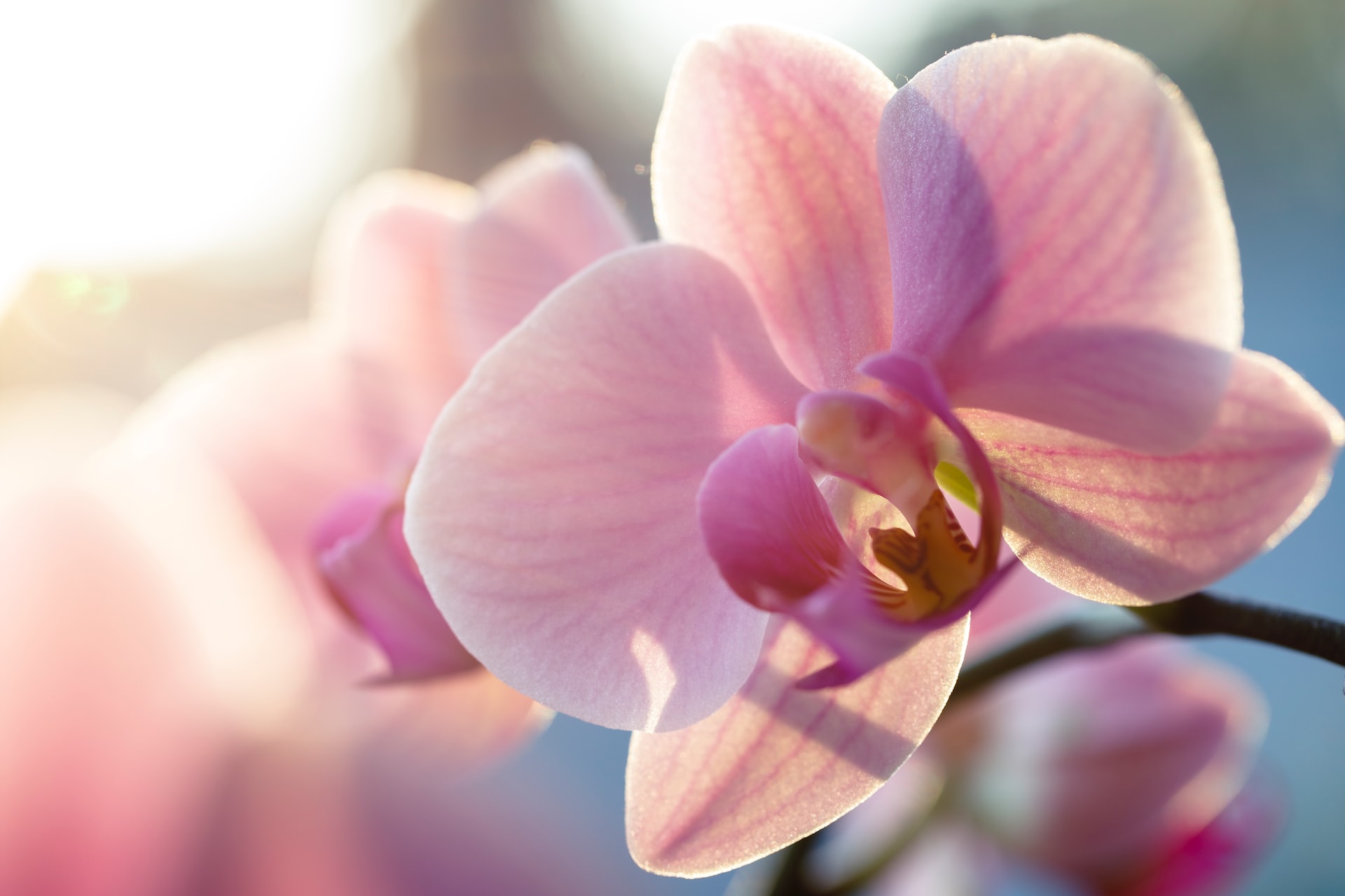 TRUQUE SECRETO para fazer as orquídeas durarem mais tempo