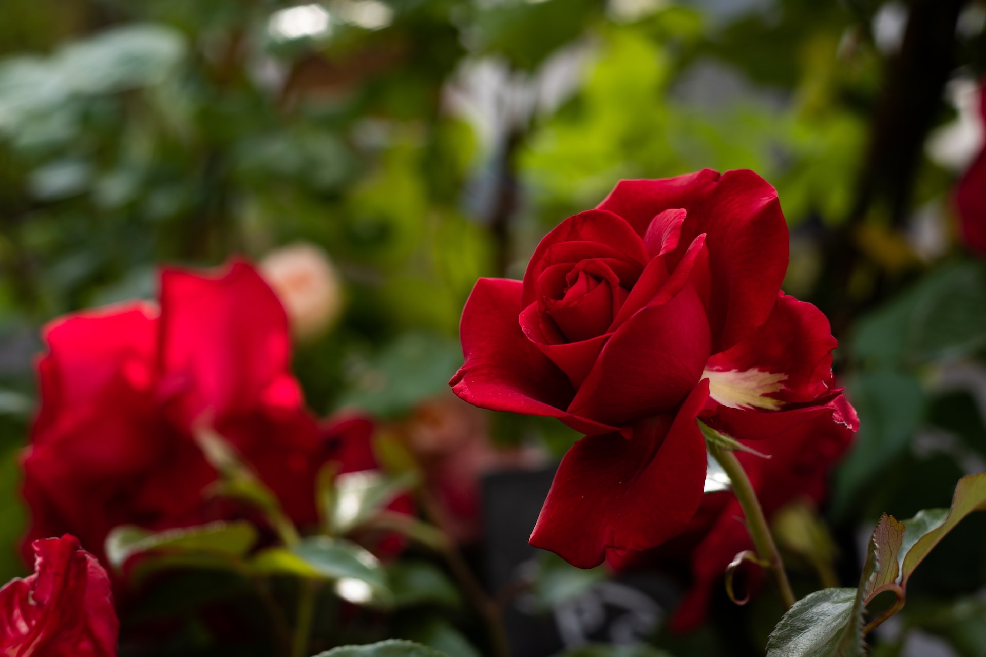 O guia definitivo para plantar rosas: tudo o que você precisa saber está aqui!
