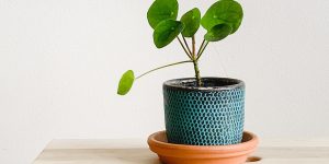As 6 plantas mais resistentes e fáceis de cuidar: ideias para iniciantes