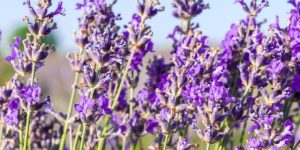 Plantar lavanda em casa é ideal para ter um ambiente mais agradável