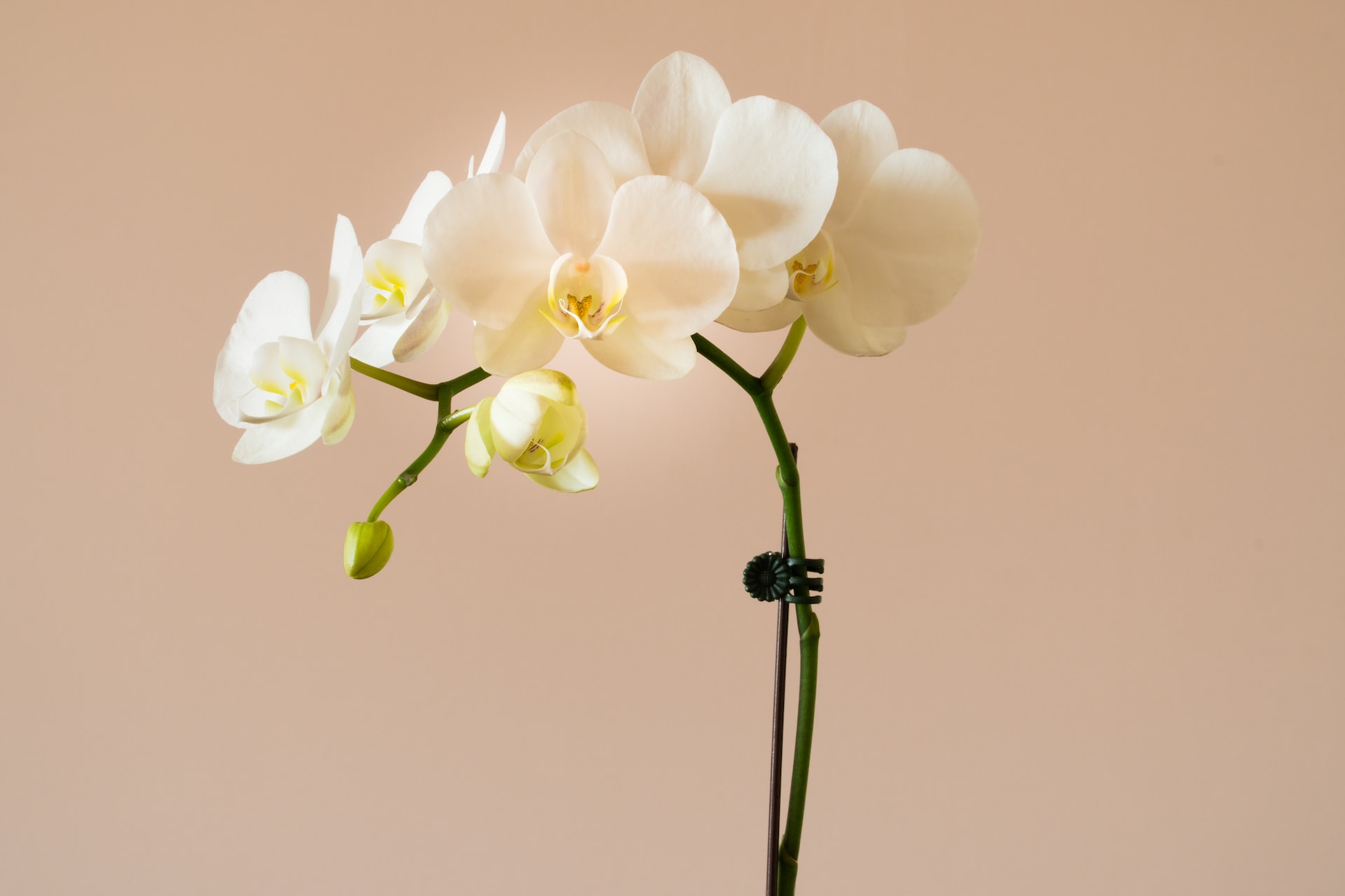 Essa dica INCRÍVEL vai ajudar a sua orquídea a florecer mais; com apenas um dente de ALHO