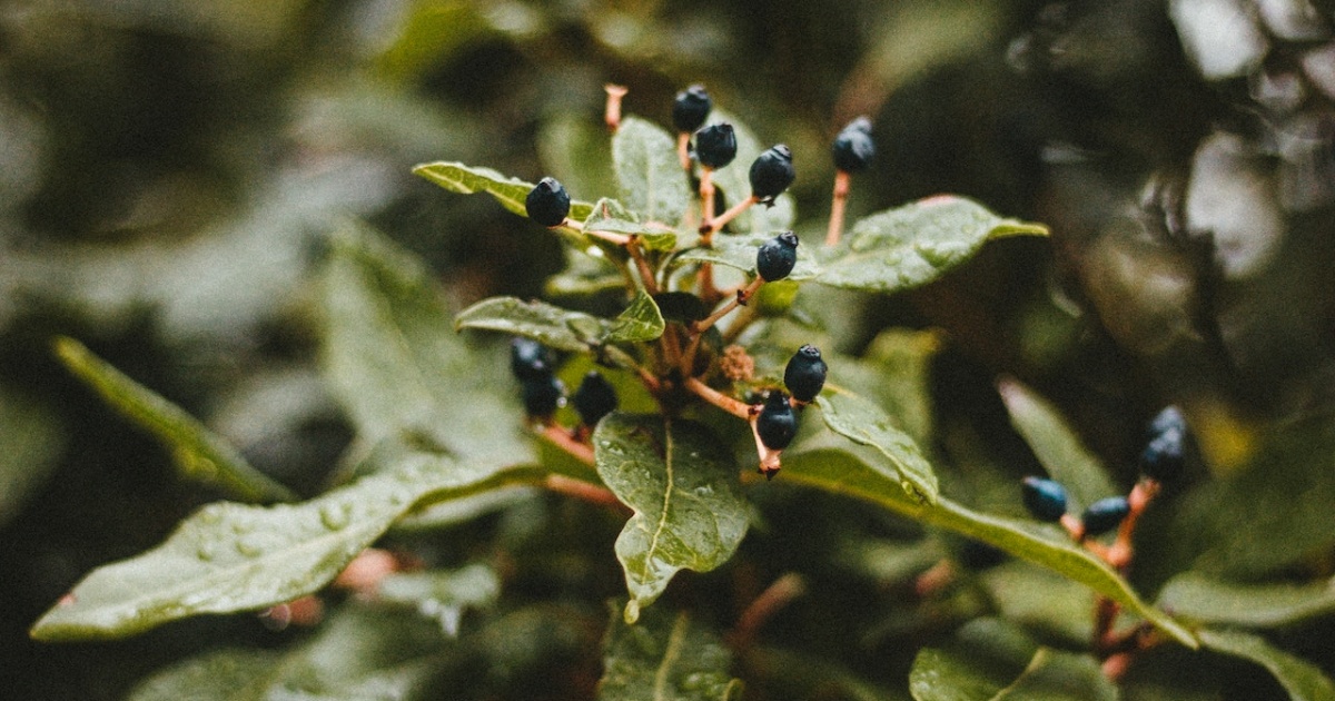 Sabugueiro Negro - 10 opções de plantas para cultivar em vasos e que crescem RÁPIDO