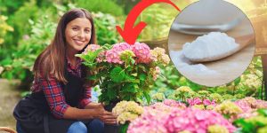 Use bicarbonato nas suas plantas: você vai se livrar de 4 problemas