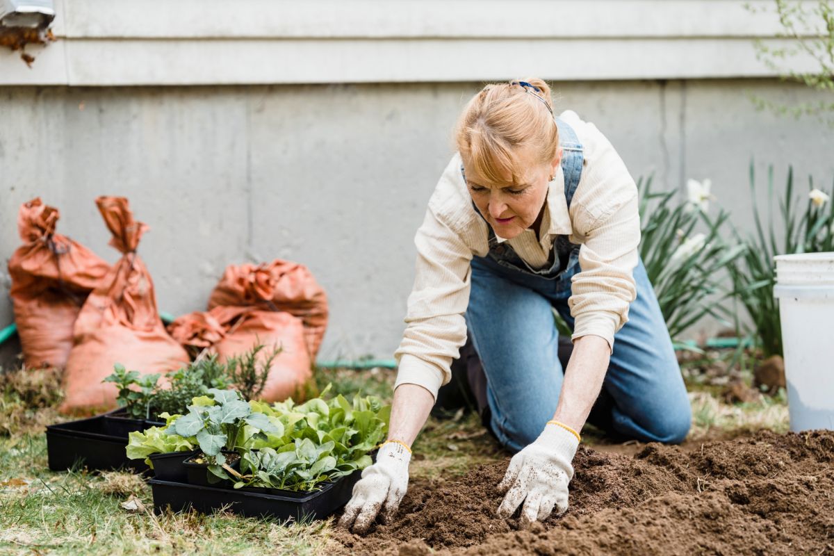 Cuidar de um jardim em casa pode ser mais fácil do que você imagina; veja nossas dicas