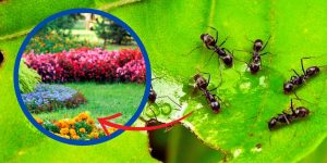 eliminar formigas do jardim