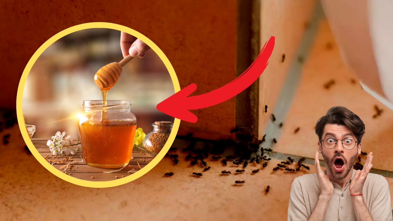 usando mel para afastar formigas da casa