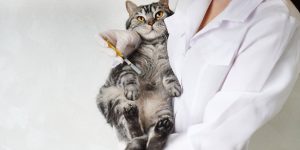Não deixe para depois: 4 vacinas que todos os gatos devem tomar