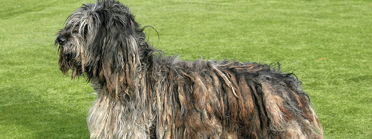 Pastor Bergamasco aparece como uma das raças exóticas de cachorro