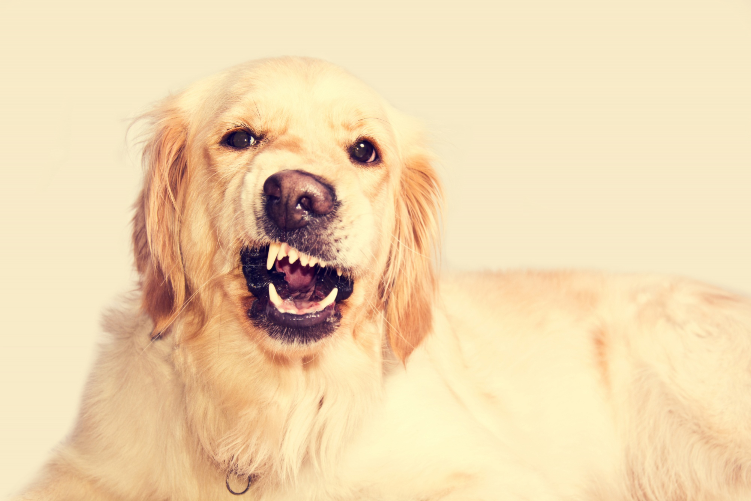 Seu cachorro está estressado Veja 8 possíveis motivos e como acalmá-lo