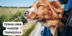 Viaje com o seu cachorro no carro: 8 dicas e truques para ter uma viagem tranquila