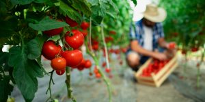 Vídeo viral ensina a plantar tomate em casa funciona mesmo Veja nosso veredito!