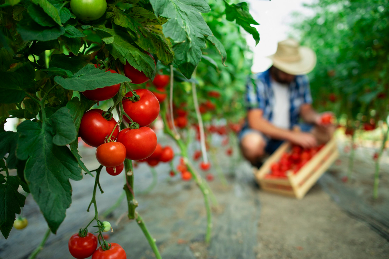 Vídeo viral ensina a plantar tomate em casa: funciona mesmo? Veja nosso veredito!
