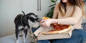 Alimentos que cachorros não podem comer