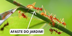 Formigas nas plantas: saiba o que fazer para afastá-las de uma vez por todas