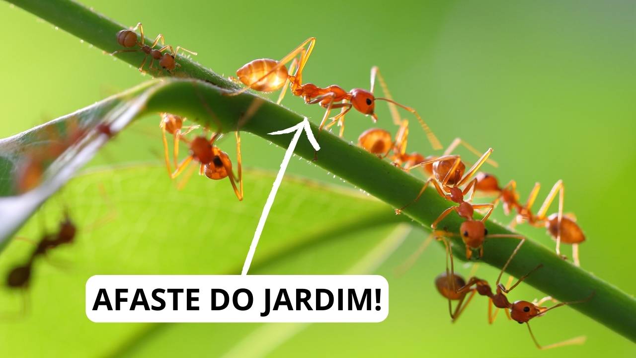 Formigas nas plantas: saiba o que fazer para afastá-las de uma vez por todas