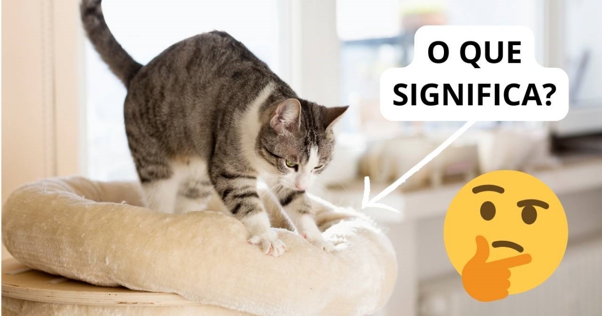 Por que os gatos gostam de “Amassar Pãozinho”? Explicamos o motivo