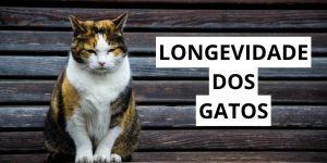 Longevidade dos Gatos: quanto tempo vivem? Qual a idade em comparação aos humanos?