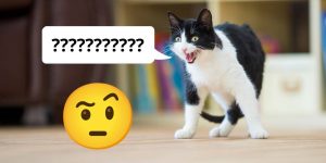 Entenda o que seu gato diz: o que a ciência fala sobre os miados dos gatos?