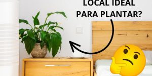 Lírio da Paz: revelamos o local ideal para plantar em sua casa