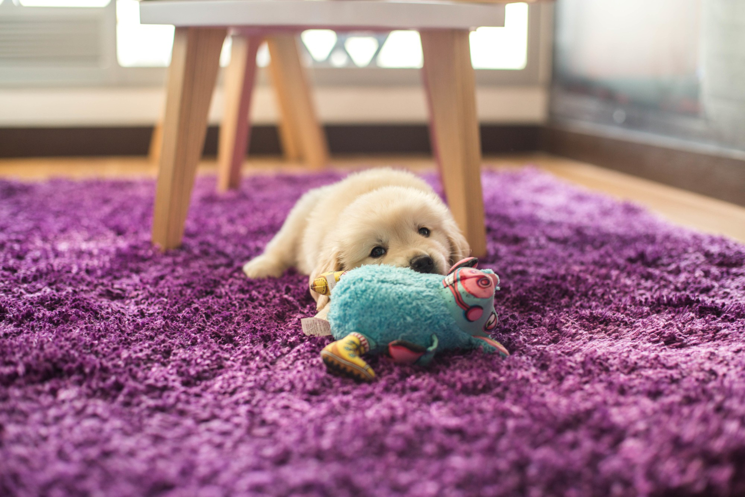 ESSE brinquedo é ideal para cachorros que passam o dia sozinhos: invista em um também