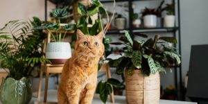 Essas X plantas são as MELHORES para cultivar em apartamentos com Pets