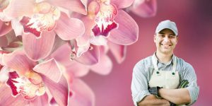 Orquídeas guia definitivo para plantá-las corretamente