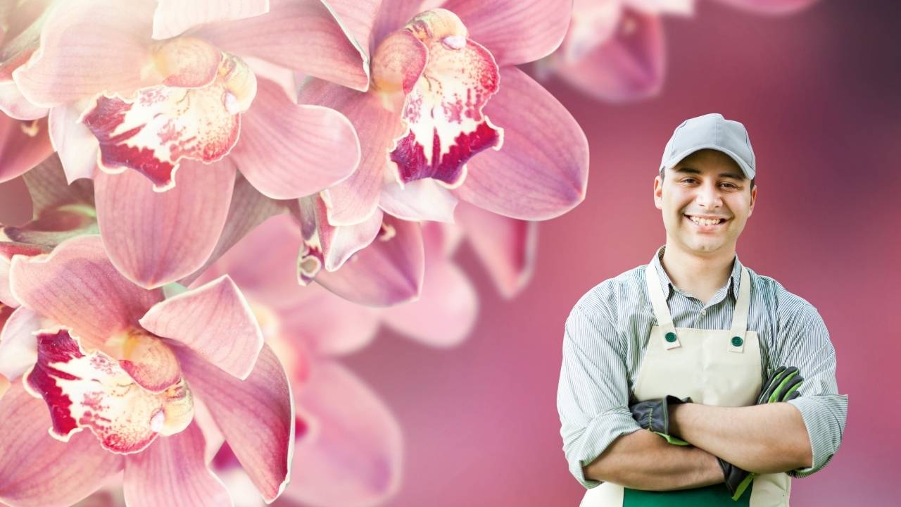 Orquídeas: guia definitivo para plantá-las corretamente