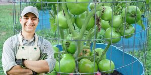 Segredos de jardineiros para cultivar tomates grandes e bonitos resultados imediatos