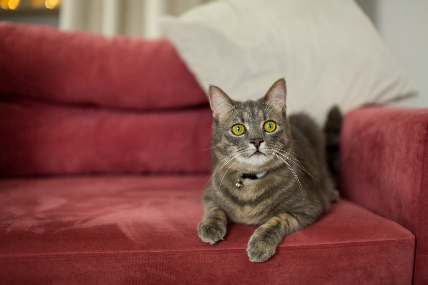 Truque genial mostra como acabar com os pelos de gato no sofá